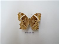 藏品(長紋黛眼蝶)的圖片